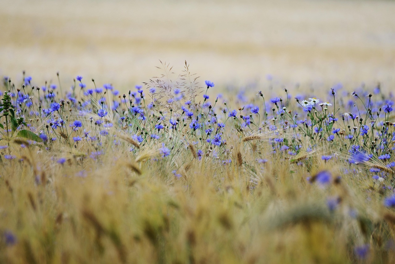 Field Notes: How to Identify Plants Without an App