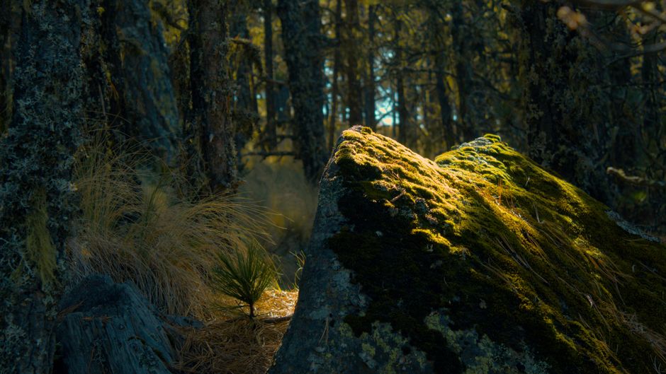 Reading the Forest Floor: A Beginner's Guide to Spotting Wild Greens