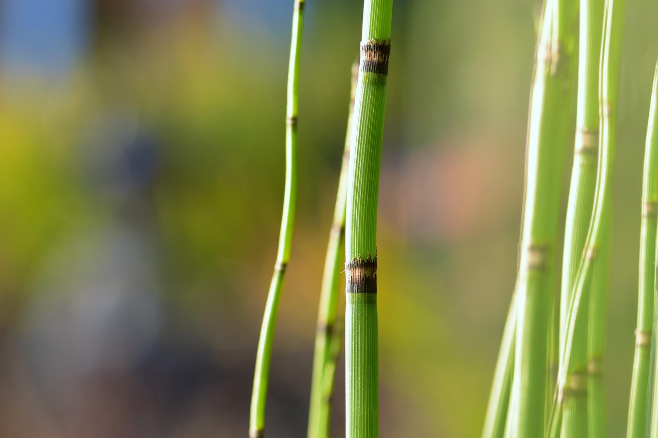 The Edges of Water: A Beginner's Guide to Pond and Stream Plants