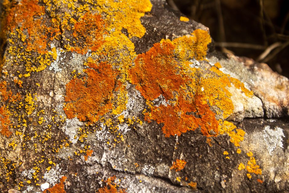 The Quiet Charm of Mosses and Lichens