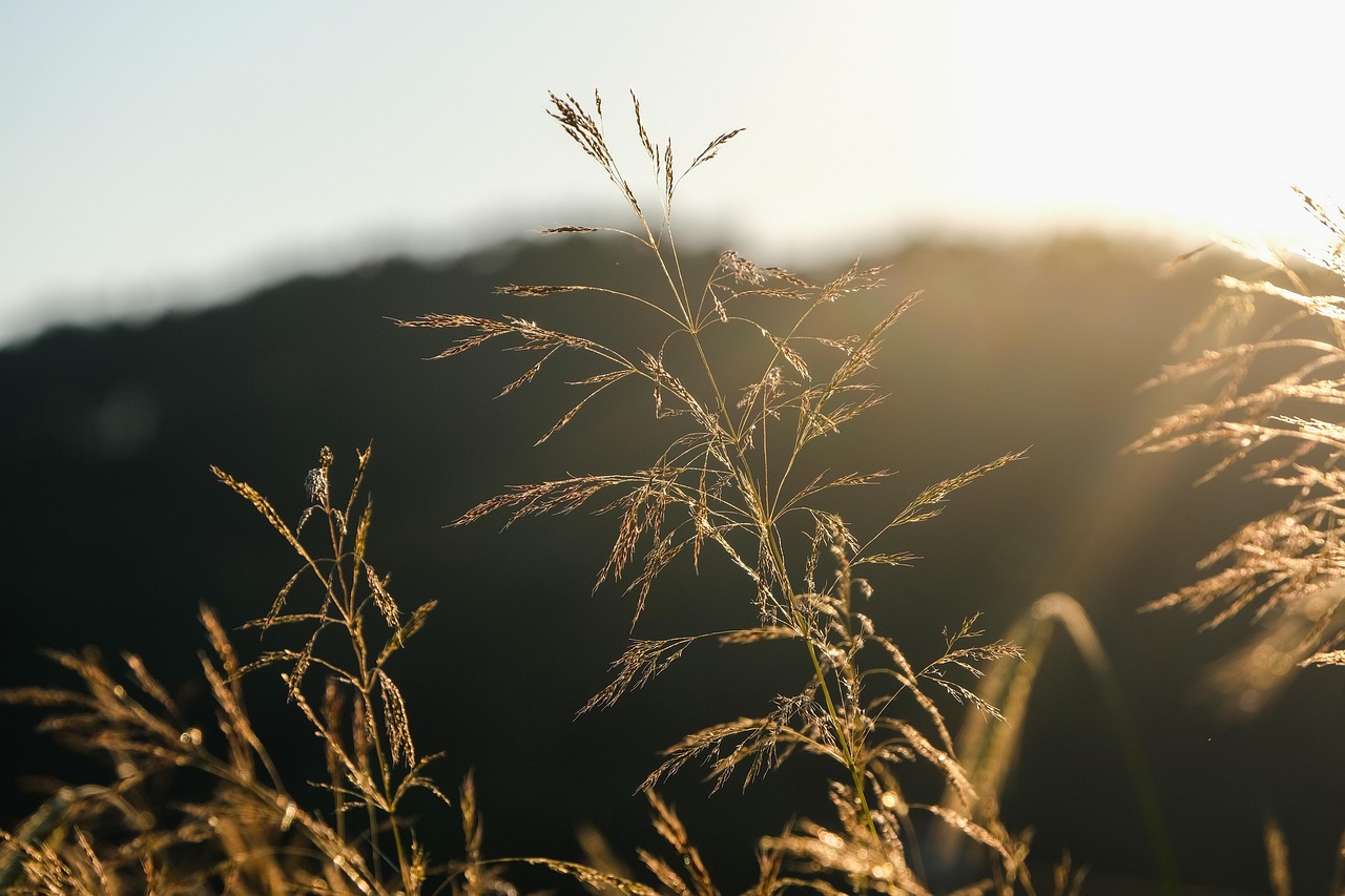 Weeds Worth Knowing: Common Plants That Deserve a Second Look